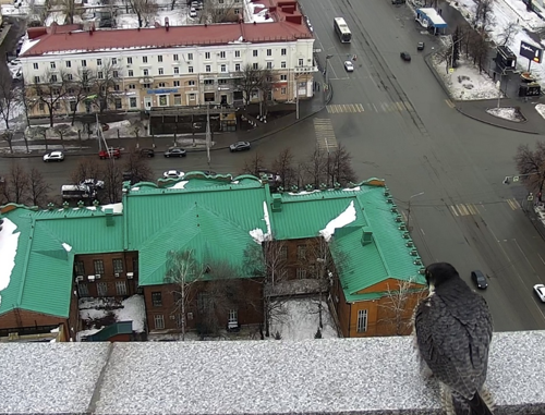 Сапсаны вернулись к месту гнездования на крыше здания Банка Уралсиб в Уфе
