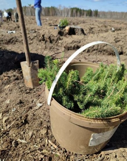 Волонтеры Сбербанка высадили 10 тысяч деревьев в Каменске-Уральском