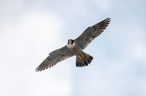 Сапсаны Уралсиба прилетели в Уфу с весной на крыльях