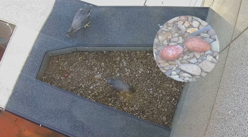 У сапсанов на крыше Уралсиба в Уфе в кладке появилось два яйца