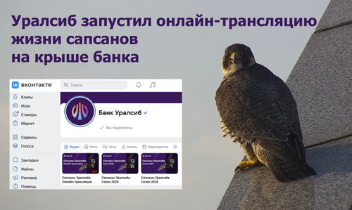 Уралсиб запустил онлайн-трансляцию жизни сапсанов на крыше банка