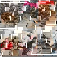 Клиентом Банка24.ру стало одно из немногих в стране котокафе Клиентом Банка24.ру стало одно из немногих в стране котокафе